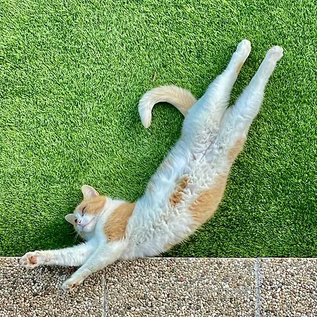 Mannana Haziko Шале Szokolya